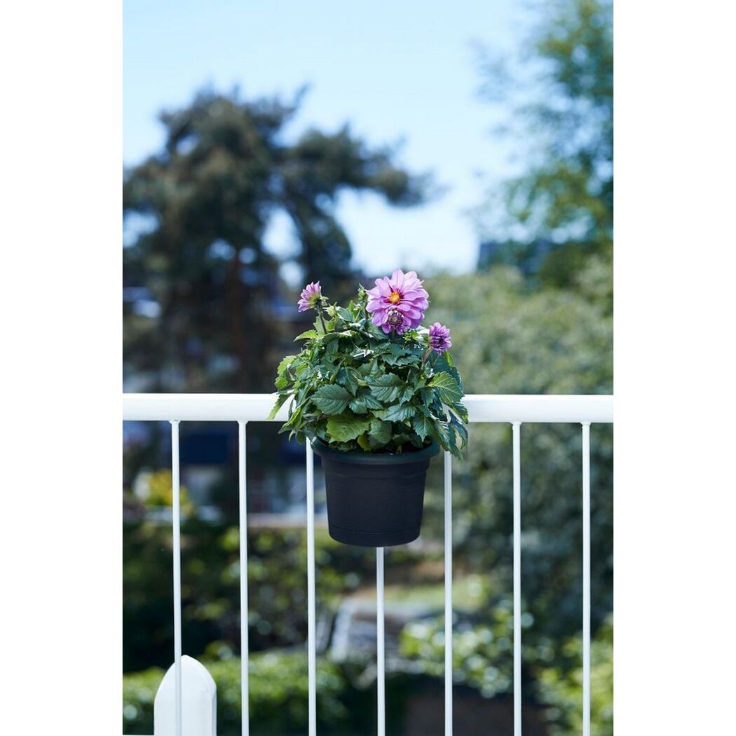 Lila Dahlien in einem schwarzen Blumentopf, der an einem weißen Balkongeländer hängt.