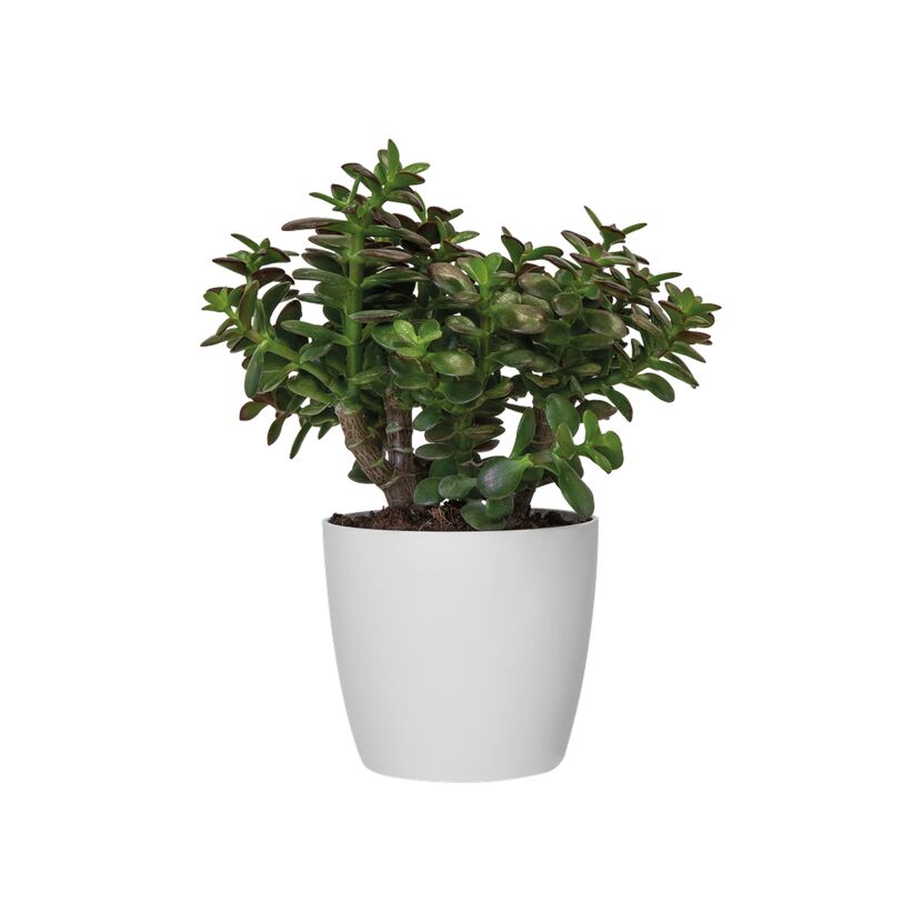 Pflanztopf 'Brussels' rund Ø 18 cm grün