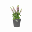 Blumentopf 'Vibia Straight' rund anthrazit Ø 30 cm
