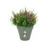 Lila Blüten in einem grünen Topf