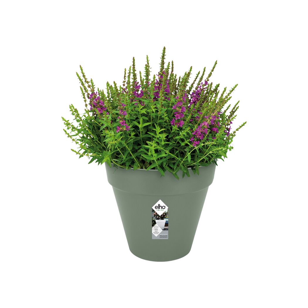 Lila Blüten in einem grünen Topf