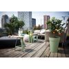 Orangenbaum in einem Topf auf einer Dachterrasse