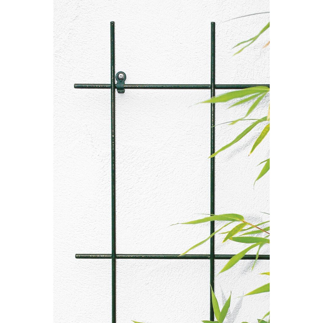 Grünes Spalier an weißer Wand