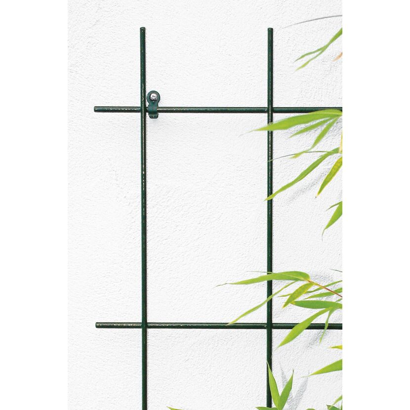 Grünes Spalier an weißer Wand