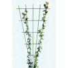 Rosen ranken an einem grünen Rosenspalier empor.