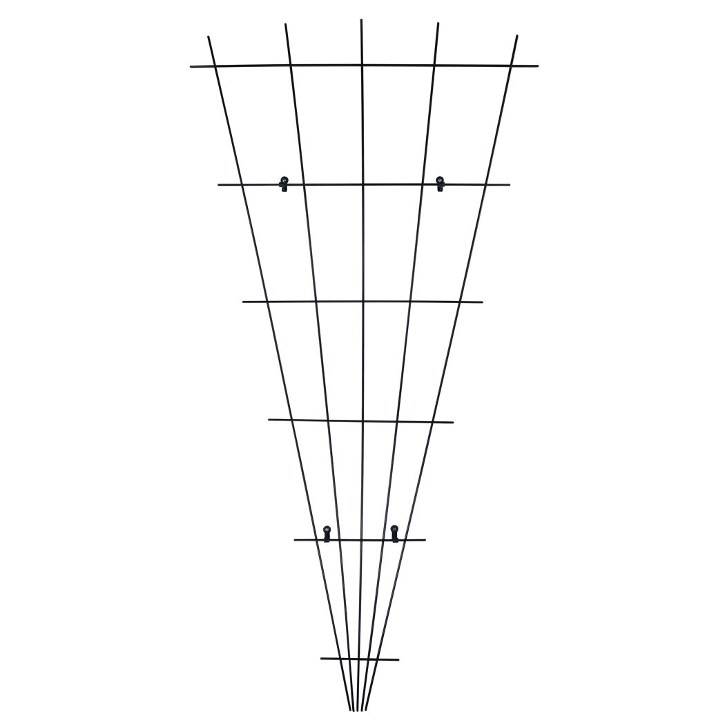 Schwarzes Rosenspalier in Fächerform.
