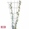Weißes Rosenspalier mit gelben und weißen Rosen