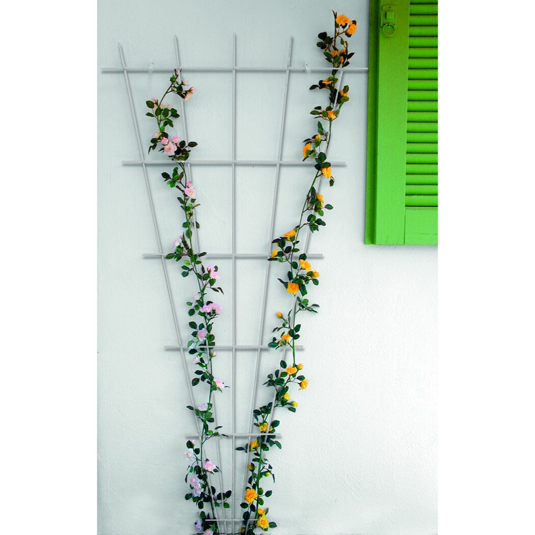 Rosen ranken an einem weißen Spalier neben einem grünen Fensterladen empor.