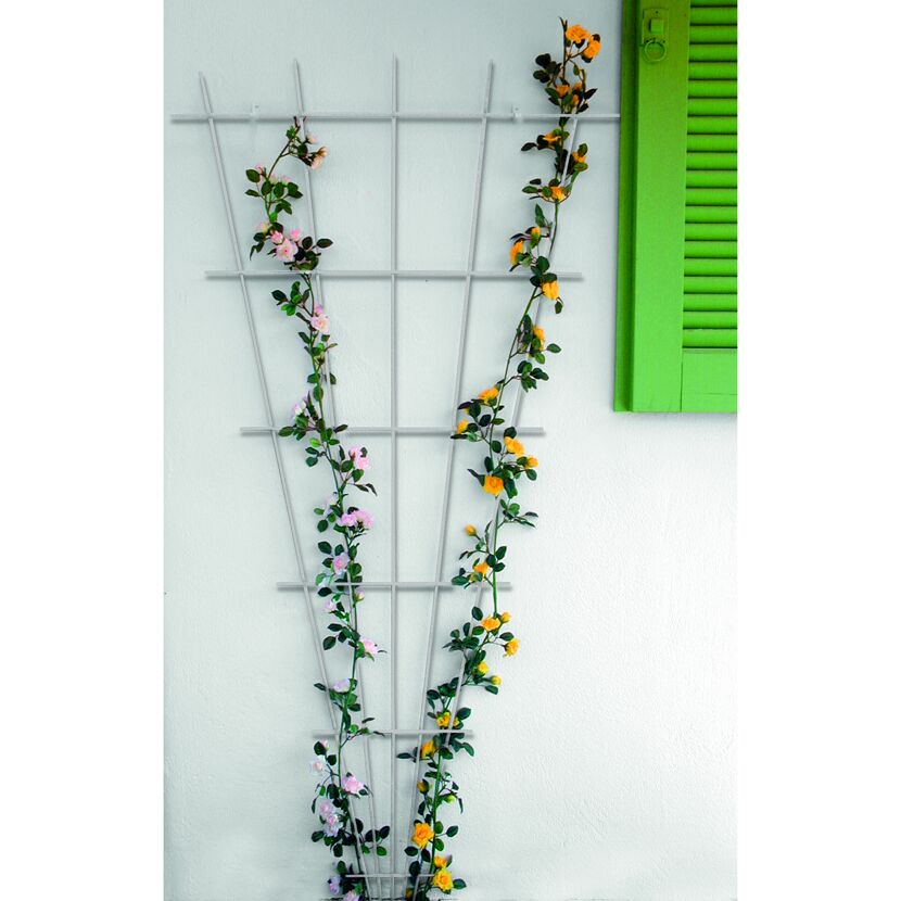 Rosen ranken an einem weißen Spalier neben einem grünen Fensterladen empor.