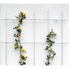 Rankgitter an weißer Wand mit gelben und weißen Rosen