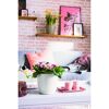 Weißer Übertopf Classico mit rosa Primeln