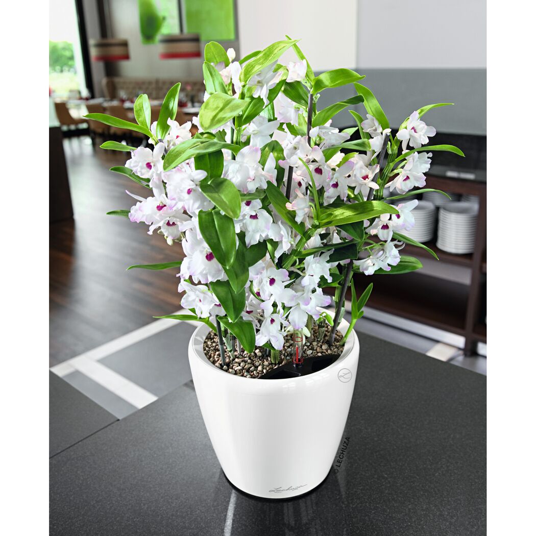 Weiße Orchidee im Lechuza-Übertopf