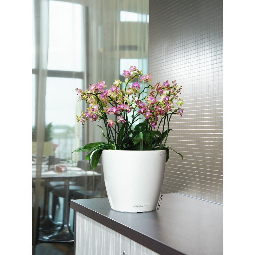 Weiße Orchidee im Lechuza-Übertopf