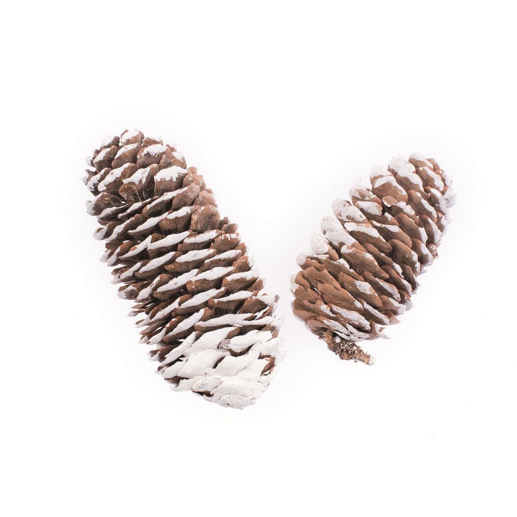 Fichtenzapfen, 6-8 cm, 50 g