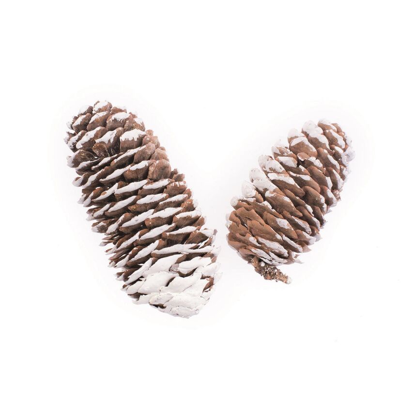 Fichtenzapfen, 6-8 cm, 50 g