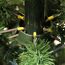 Verkleinertes Bild von Weihnachtsbaum 'Tuscan' grün 260 cm