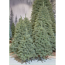 Verkleinertes Bild von Künstlicher Weihnachtsbaum 'Forest Frosted' grün 120 cm