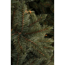 Verkleinertes Bild von Künstlicher Weihnachtsbaum 'Forest Frosted' blau-grün 185 cm