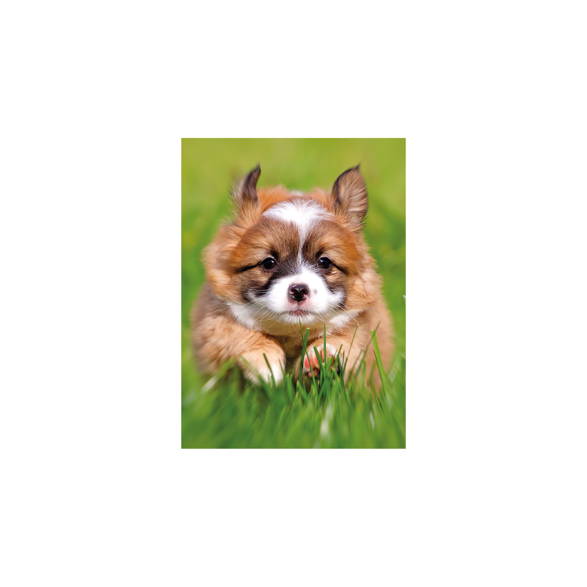 Susy Card MiniGrußkarte Hund ǀ toom Baumarkt