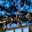 LED-Cluster-Lichterkette 560 LEDs warmweiß 1100 cm
