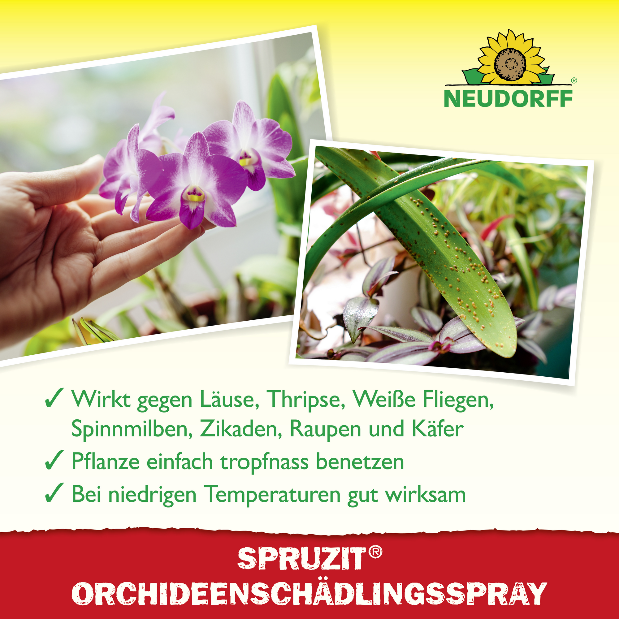 Spruzit Orchideen-Schädlingsspray 300 ml