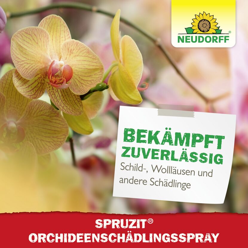 Spruzit Orchideen-Schädlingsspray 300 ml