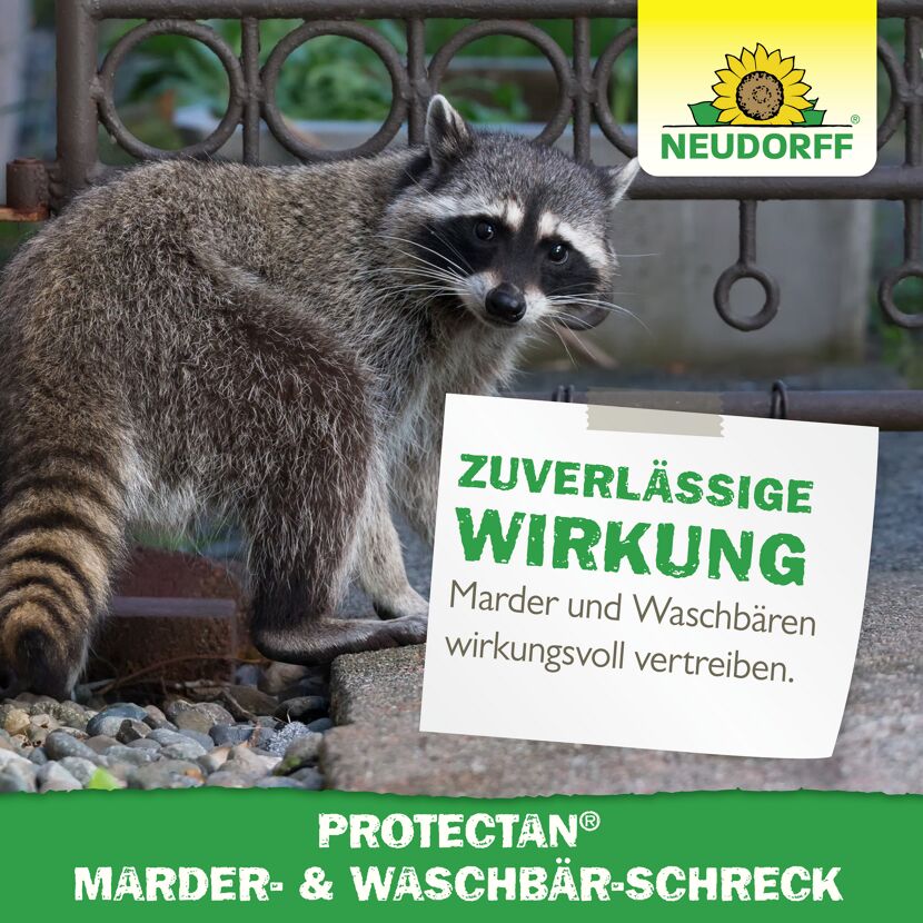 Protectan Marder- und Waschbärschreck 300 g