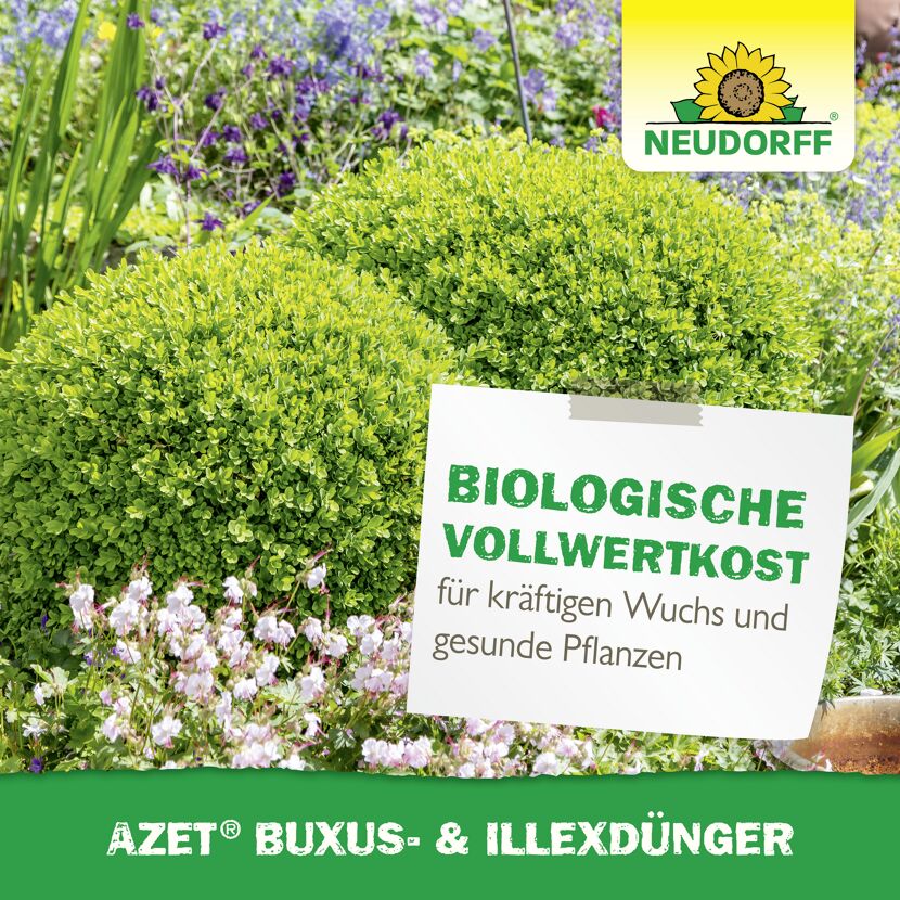 Buxus- und Ilexdünger 'Azet' 1,75 kg