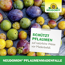 Neudomon Pflaumenmadenfalle Komplettset