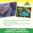 Neudomon Pflaumenmaden-Falle Nachfüllpack 1 Set