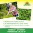 Bio Kraft Vitalkur für Buxus & Ilex 500 ml