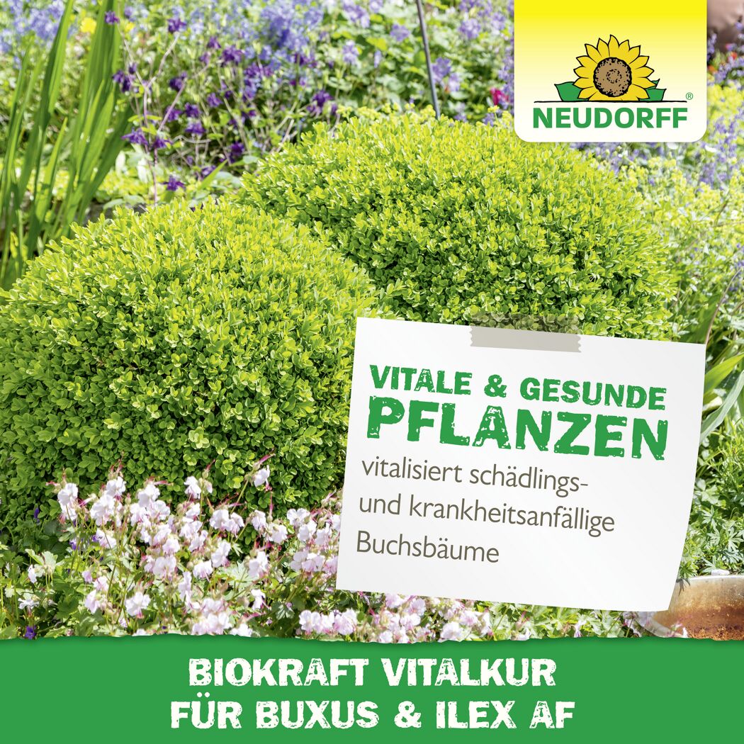 Vitalkur 'BioKraft' für Buxus 500 ml