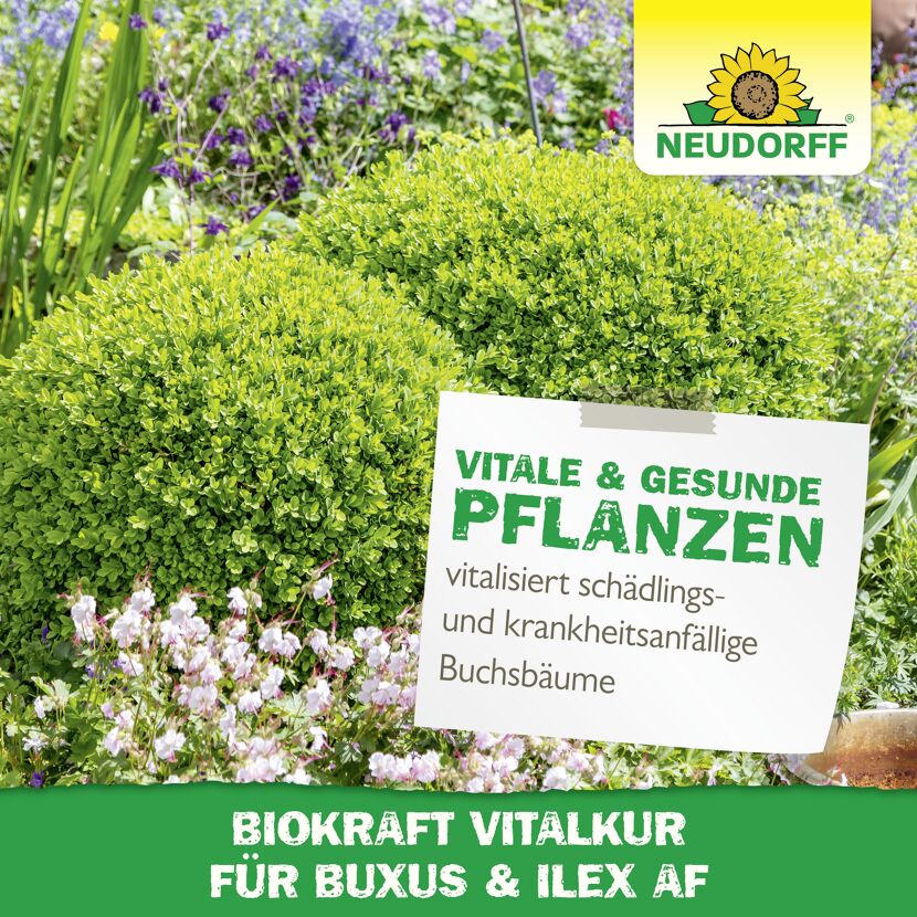 Vitalkur 'BioKraft' für Buxus 500 ml