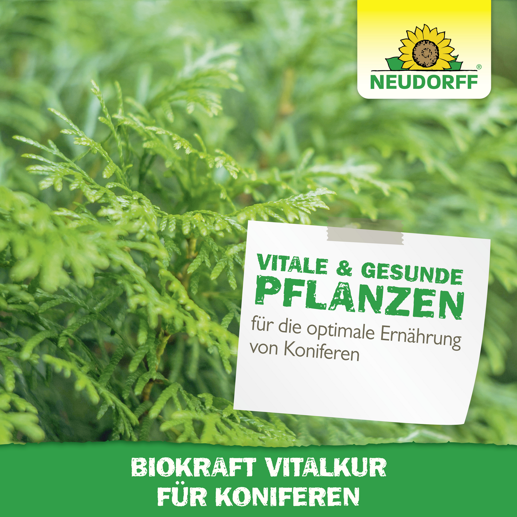 BioKraft Vitalkur für Koniferen 300 ml