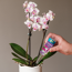Verkleinertes Bild von Orchideen Vitalkur 40 ml