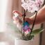 Orchideen Vitalspray 250 ml