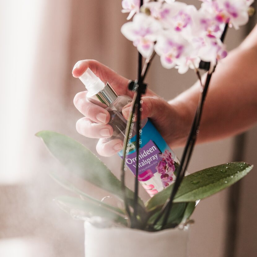 Orchideen Vitalspray 250 ml