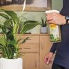 Person besprüht Pflanze mit Seramis Bio Vitalspray.