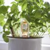 Seramis Bio Vitalkur für Pflanzen und Kräuter