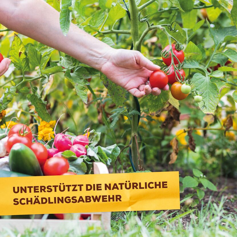 Grundstoff-Spray mit Urtica 1 l