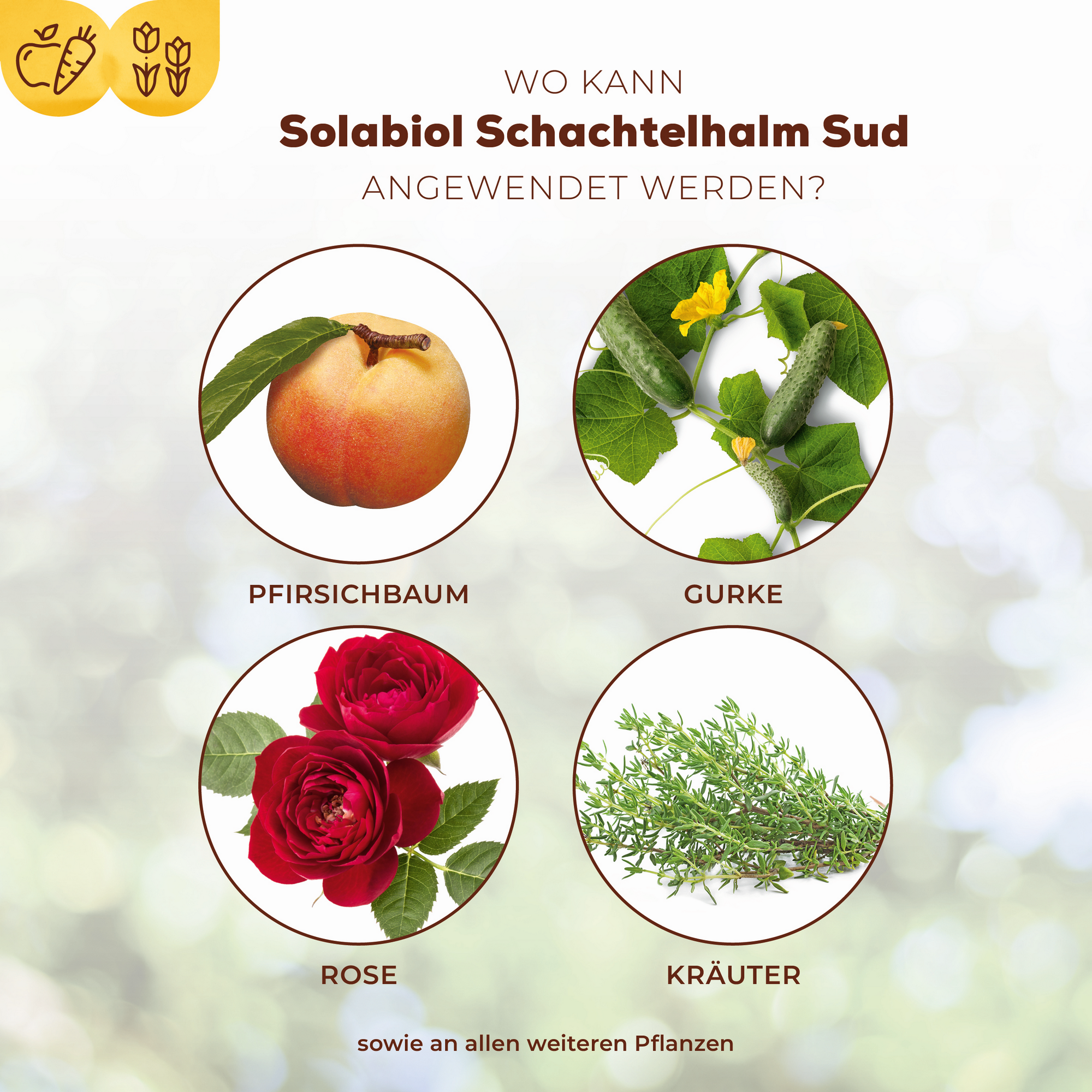 Pflanzenstärkung Schachtelhalm-Sud 1 l