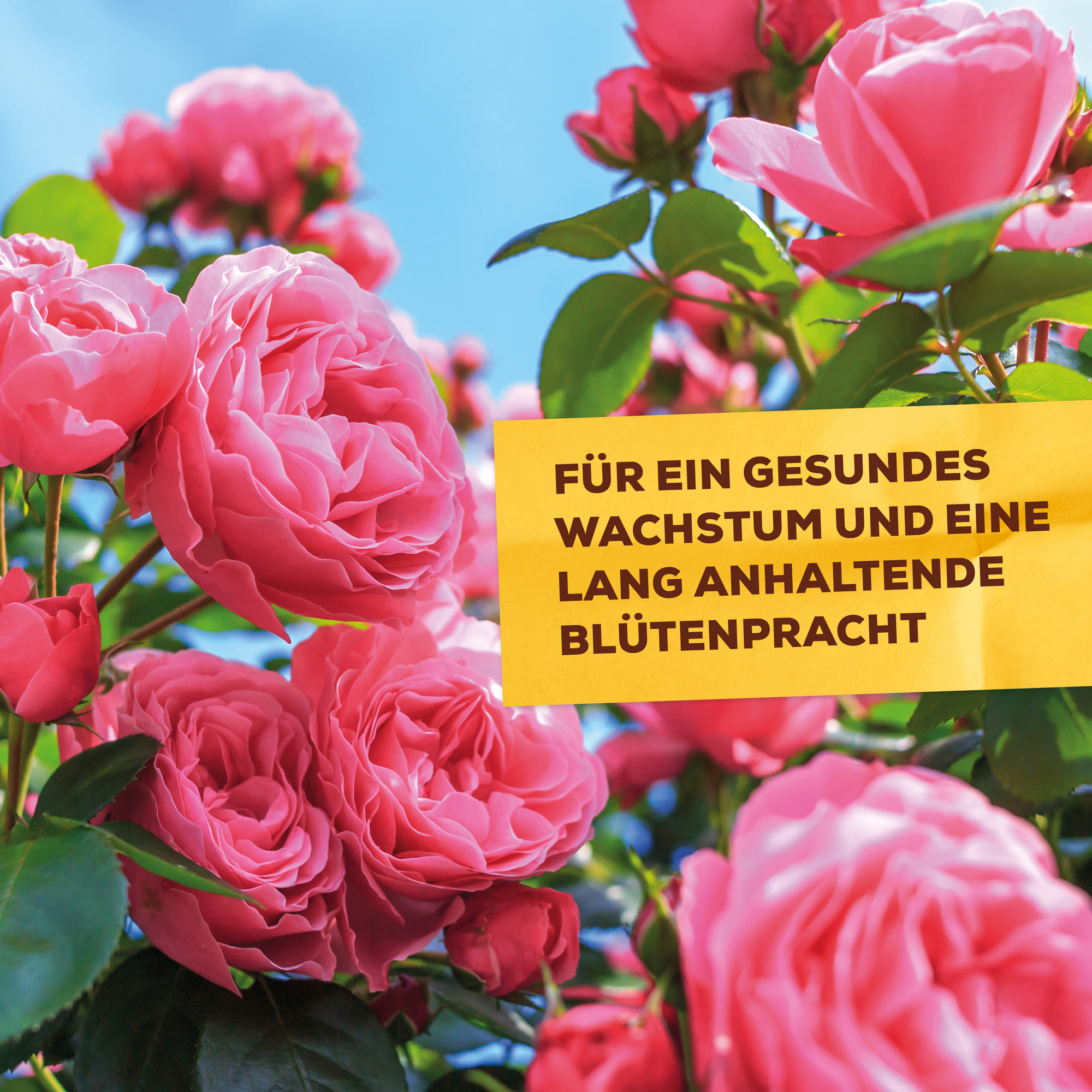 Pflanzenstärkung Schachtelhalm-Sud 1 l