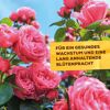 Pflanzenstärkung Schachtelhalm-Sud 1 l