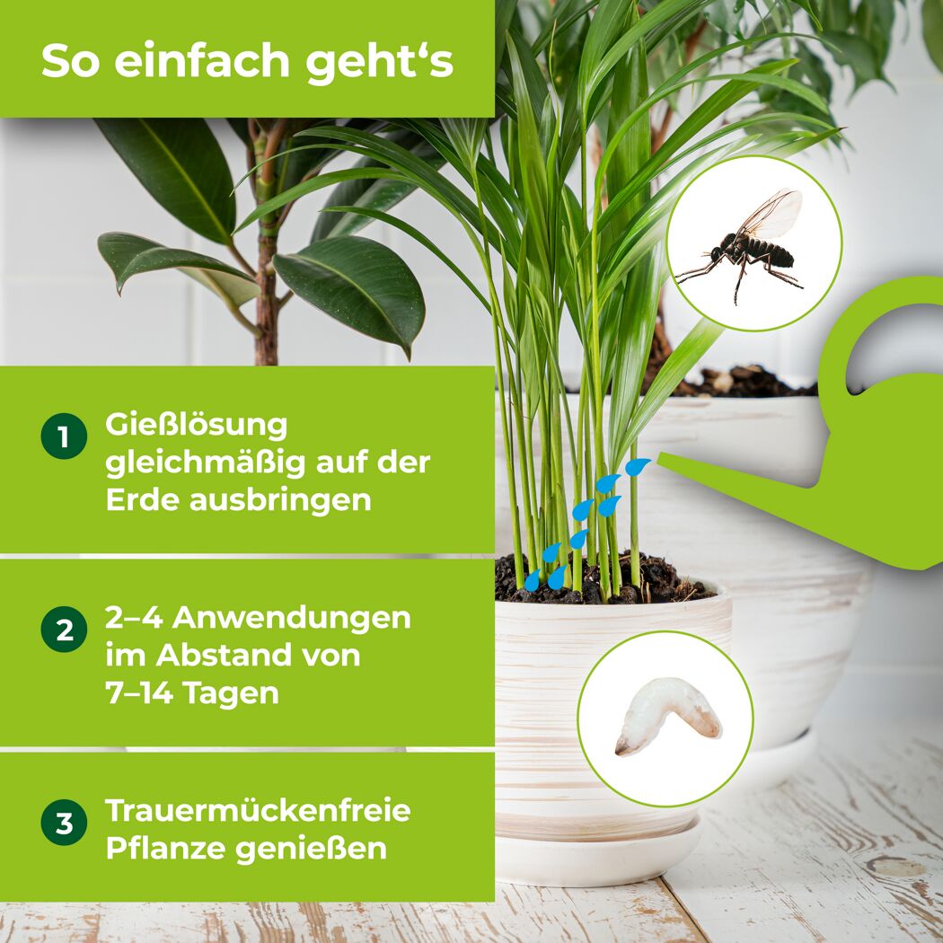 Trauermücken bekämpfen mit Schädlingsfrei Gießlösung