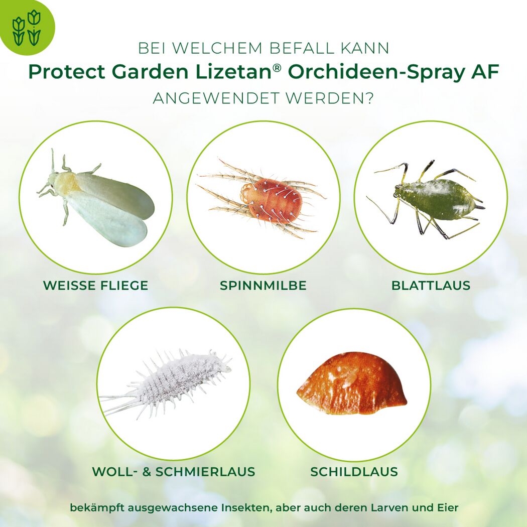 Lizetan Orchideen-Spray gegen Schädlinge