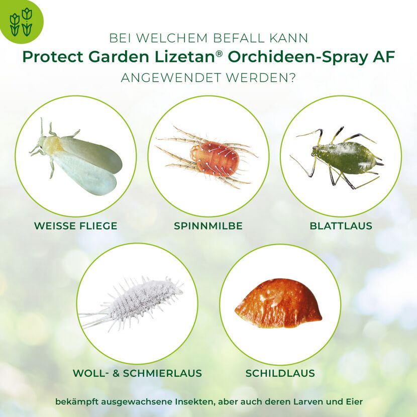 Lizetan Orchideen-Spray gegen Schädlinge