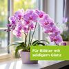 Lila Orchidee im Topf auf Fensterbank