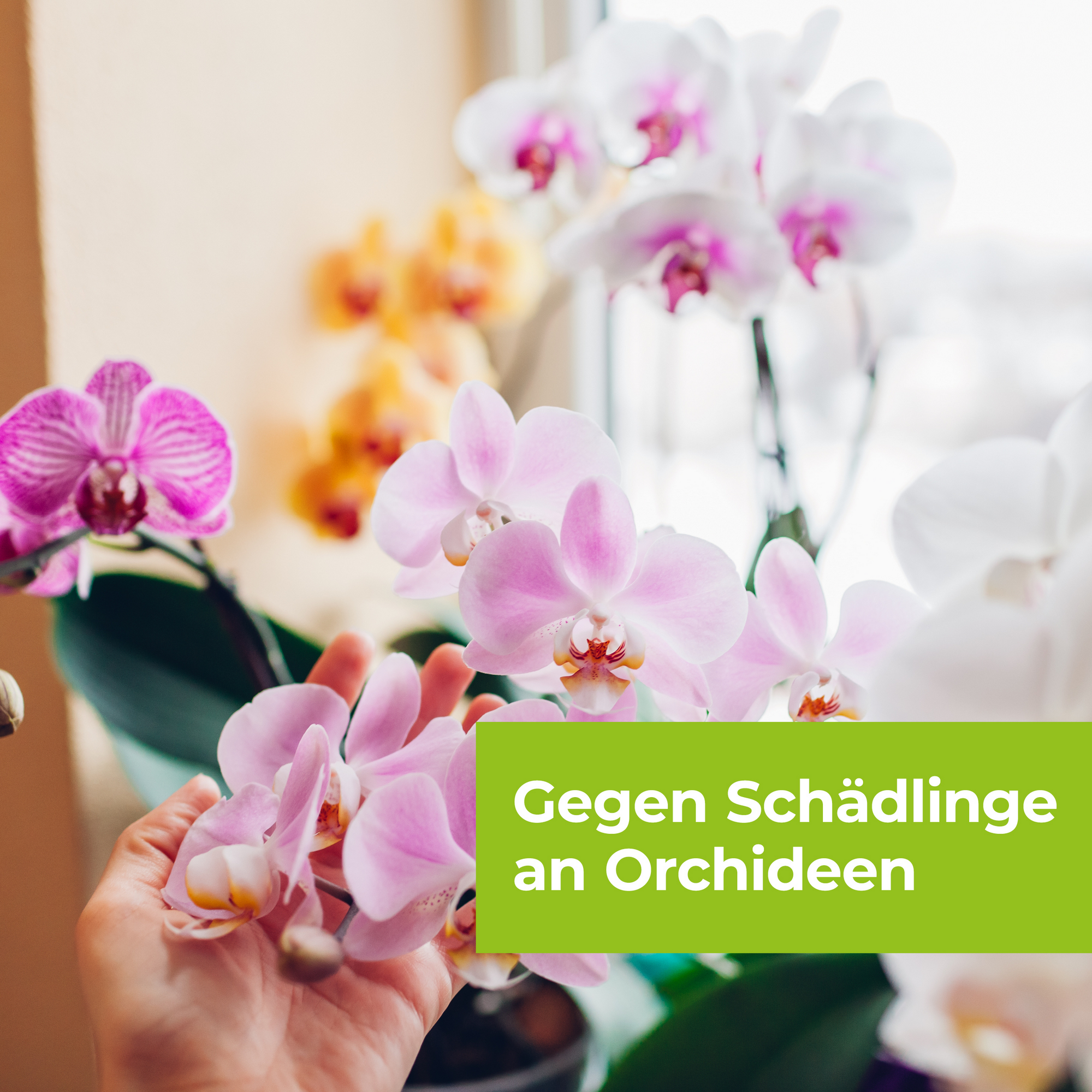 Orchideen-Spray 'Lizetan AF' 500 ml + product picture