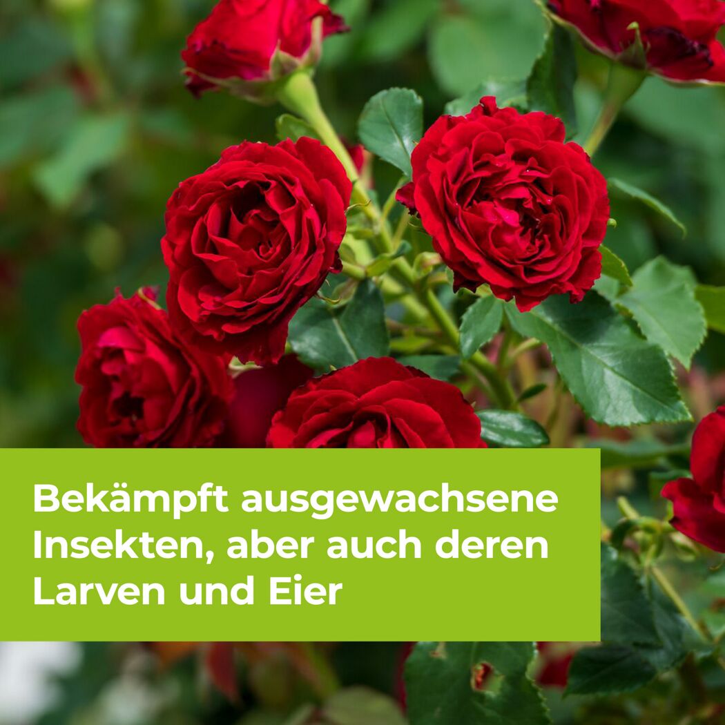 Rote Rosenblüten mit Information zur Insektenbekämpfung.