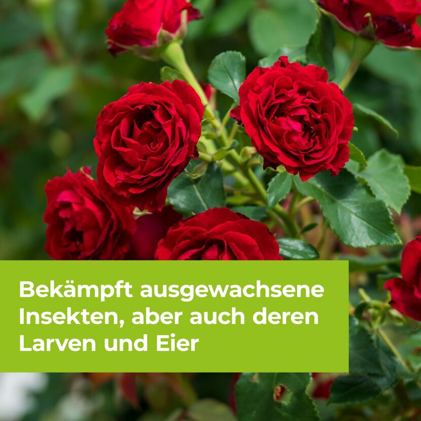 Zierpflanzen- & Rosenspray 'Lizetan' gegen Schädlinge 750 ml